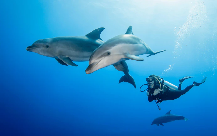 Diver swimming alongside dolphins in clear blue ocean.