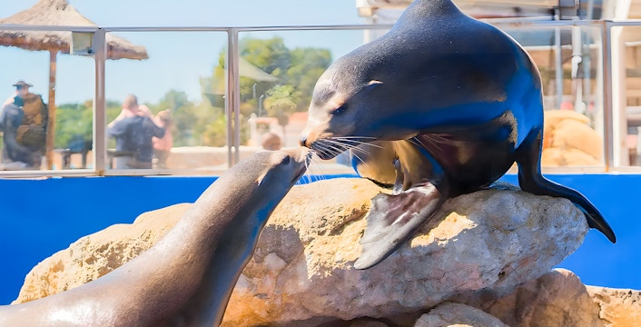 Sea lions interacting on rocks at Marineland Mallorca.