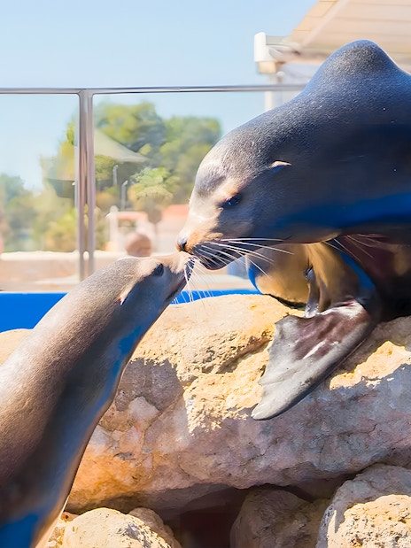 Sea lions interacting on rocks at Marineland Mallorca.
