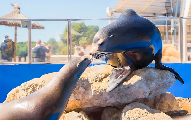 Sea lions interacting on rocks at Marineland Mallorca.