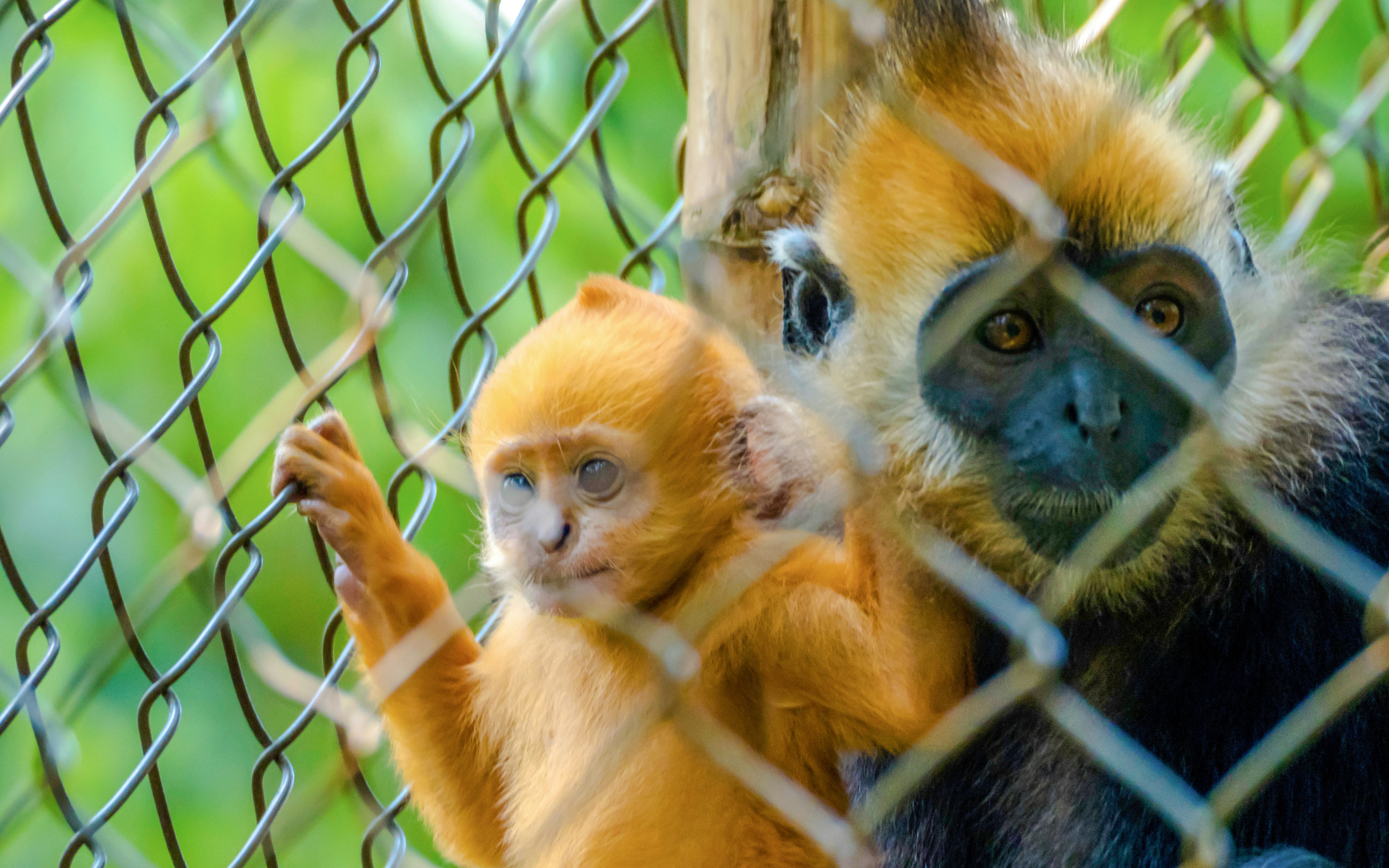 Langur monkeys behind a fence at Cu Chi Wildlife Rescue Station, Vietnam.
