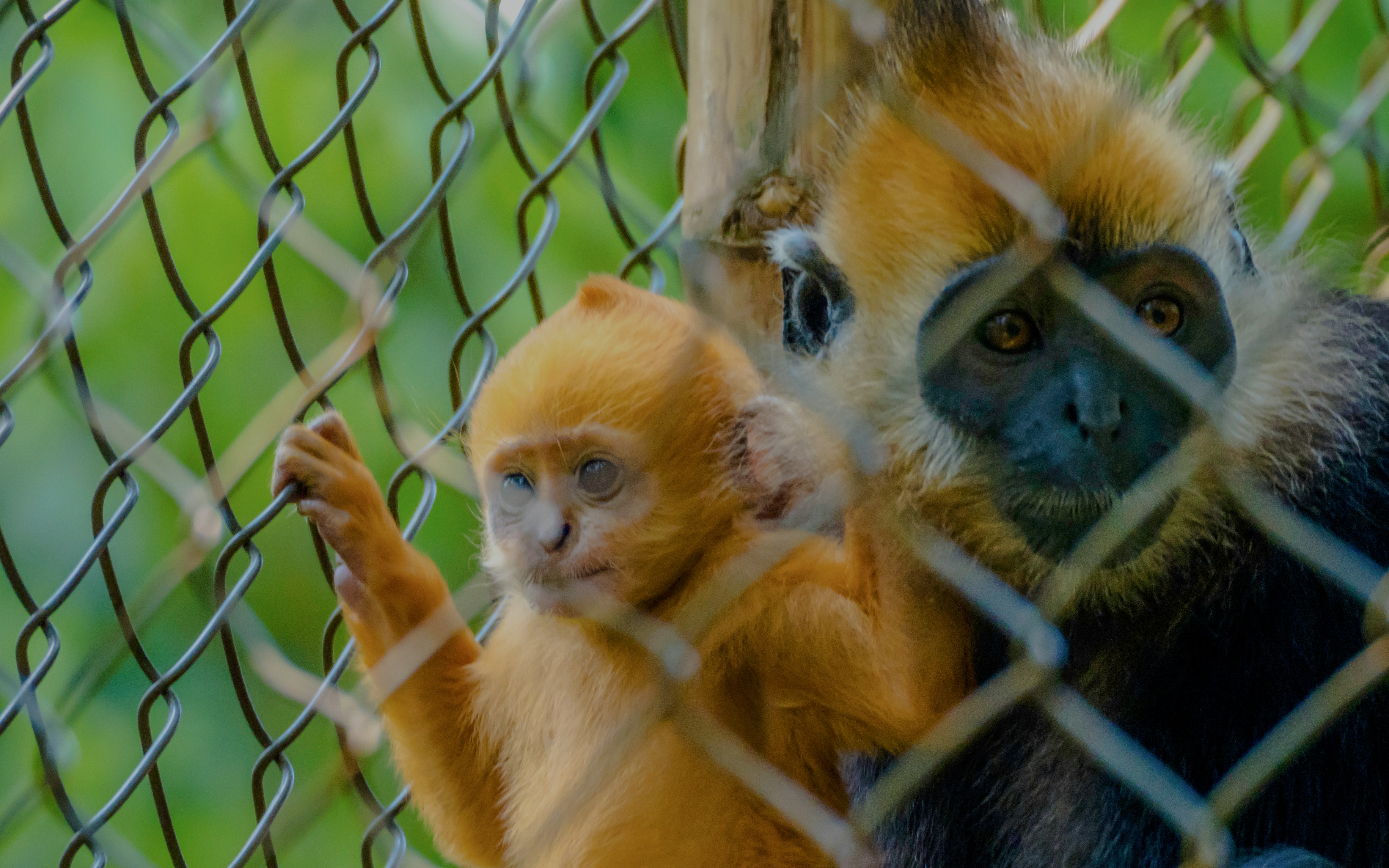 Langur monkeys behind a fence at Cu Chi Wildlife Rescue Station, Vietnam.