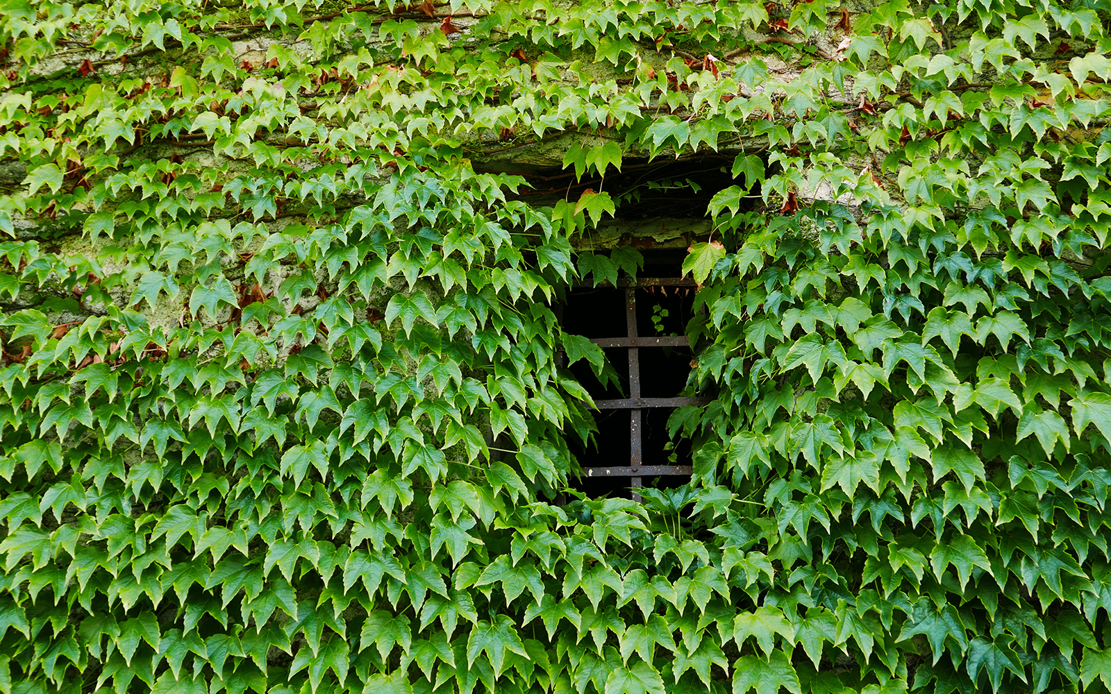 Climber plants covering the walls of Studio Ghibli Musuem