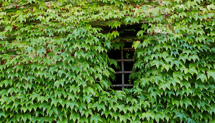Climber plants covering the walls of Studio Ghibli Musuem