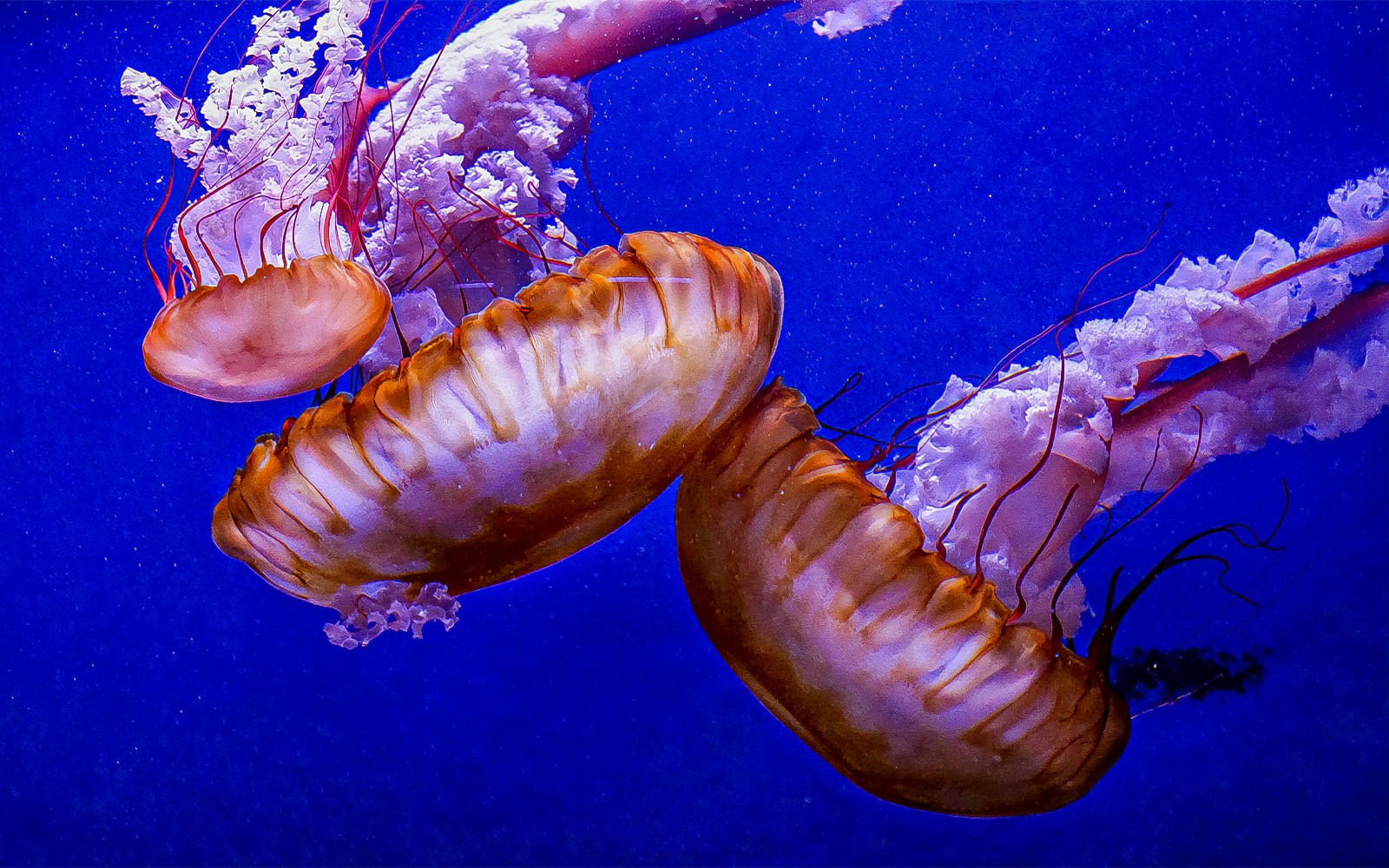 Oceanografic Valencia aquarium with diverse marine life exhibits and visitors exploring the underwater tunnel.