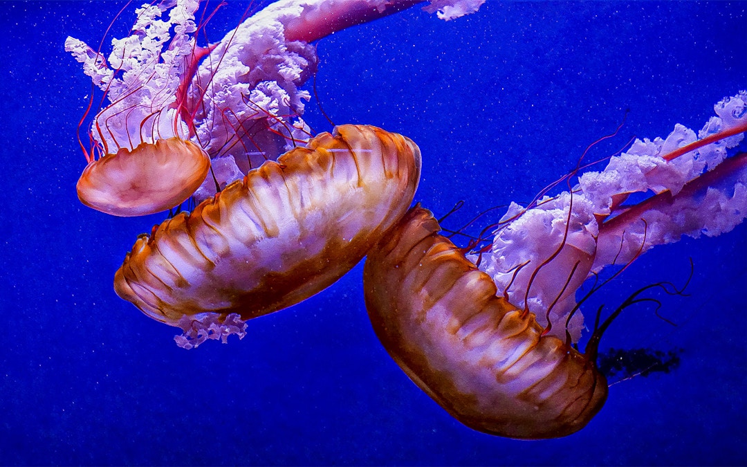 Instalações do Oceanográfico de Valencia