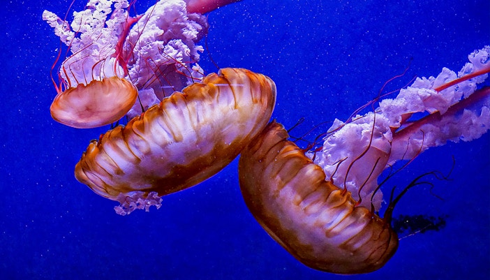 Jellyfish at Oceanografic Valencia