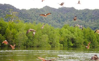 langkawi kilim geoforest park mangrove kayaking tour with lunch and pickup-3