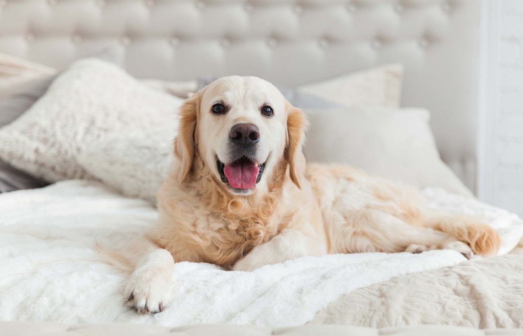 Pet dog sitting on a bed in the hotel room