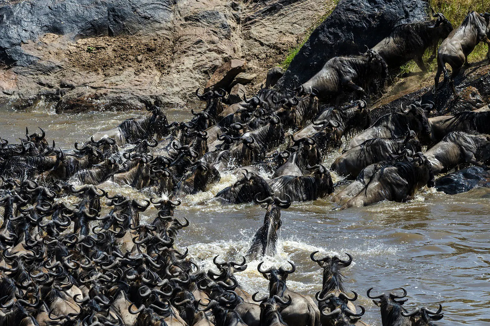 Wildebeest crossing river during migration, Masai Mara safari, Kenya.