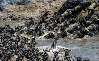 Wildebeest crossing river during migration, Masai Mara safari, Kenya.