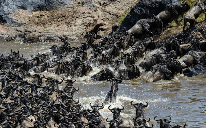 Wildebeest crossing river during migration, Masai Mara safari, Kenya.