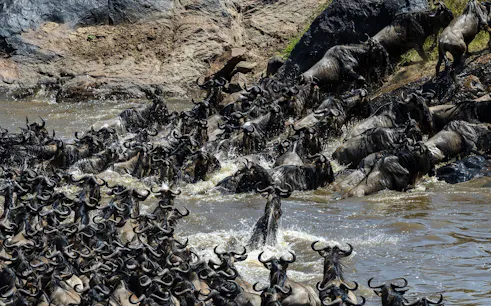 Wildebeest crossing river during migration, Masai Mara safari, Kenya.