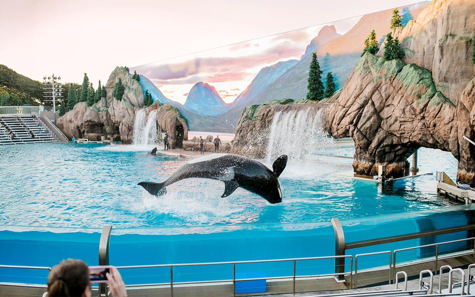 Orca performing at SeaWorld San Diego with rocky backdrop and waterfalls.