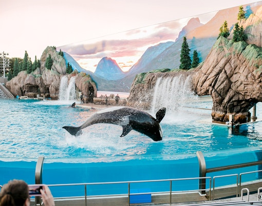 Orca performing at SeaWorld San Diego with rocky backdrop and waterfalls.
