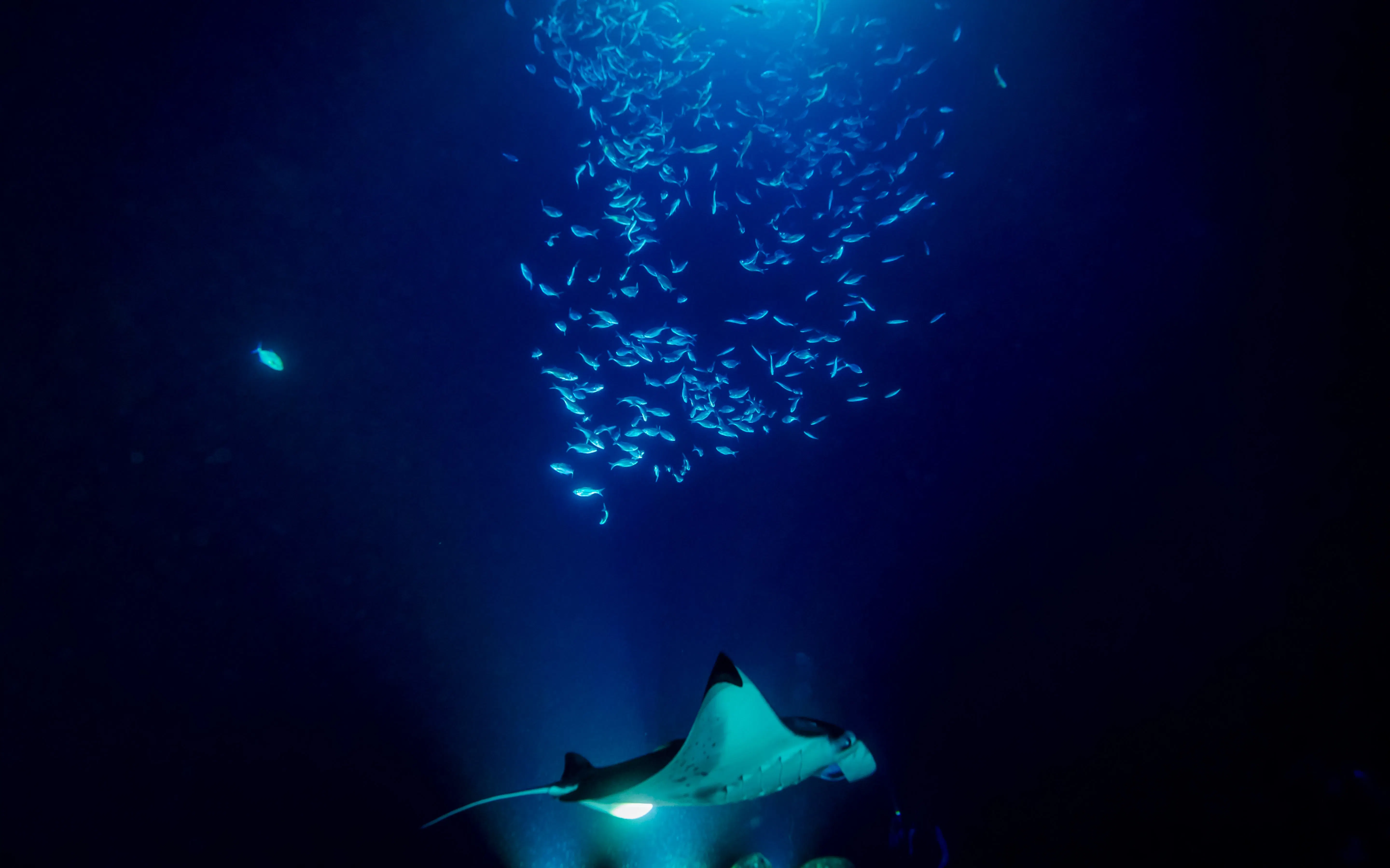 Manta ray swimming beneath a school of fish in the dark blue ocean.
