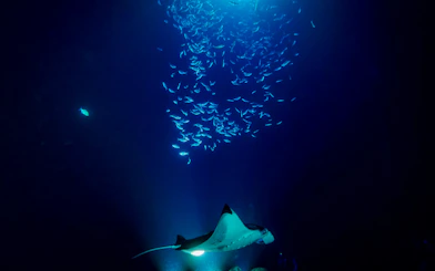 Manta ray swimming beneath a school of fish in the dark blue ocean.