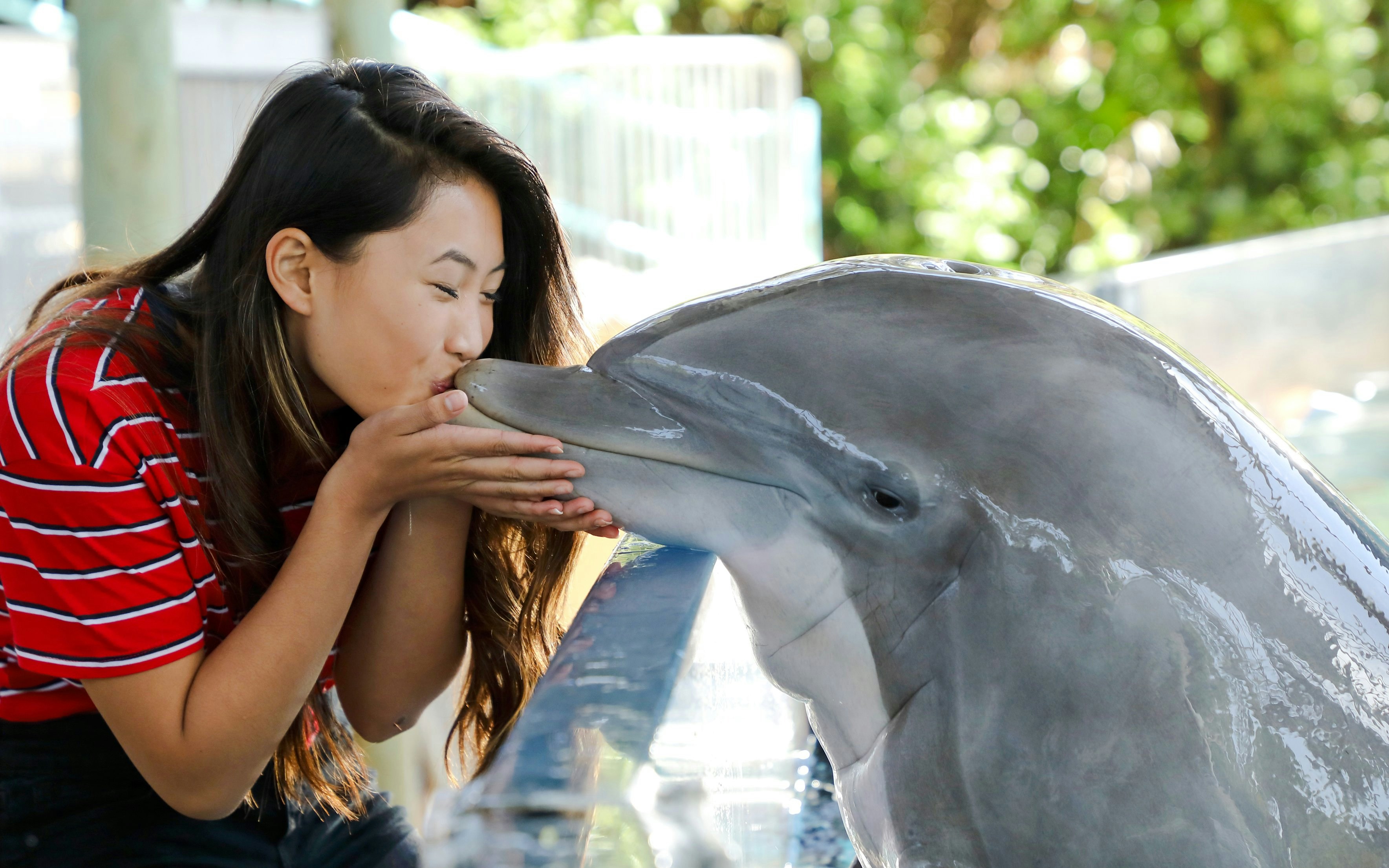 Person interacting with a dolphin at Dolphin Discovery, Six Flags: Discovery Kingdom.