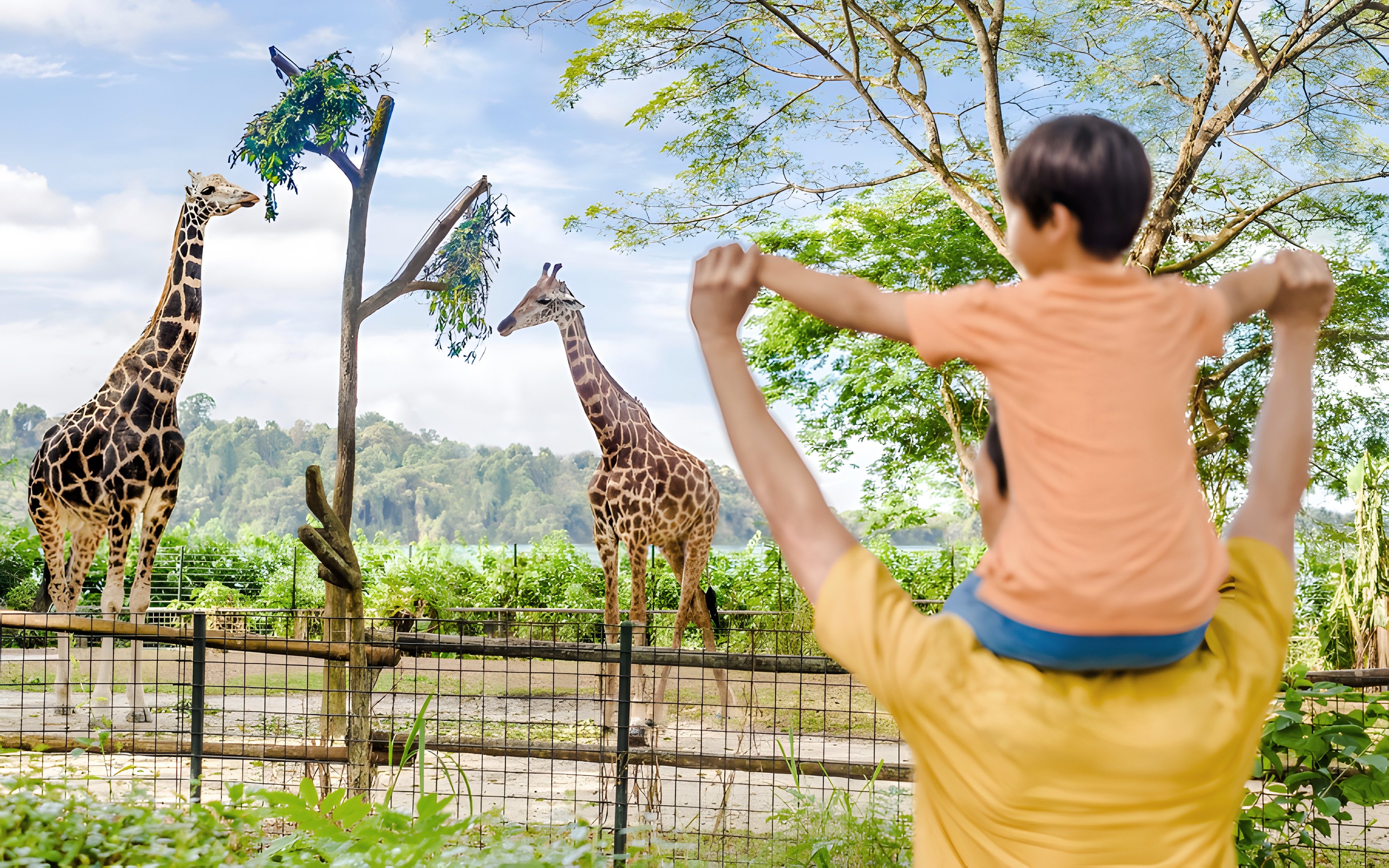Father and child watching giraffes at Singapore Zoo, Mandai Wildlife Reserve.