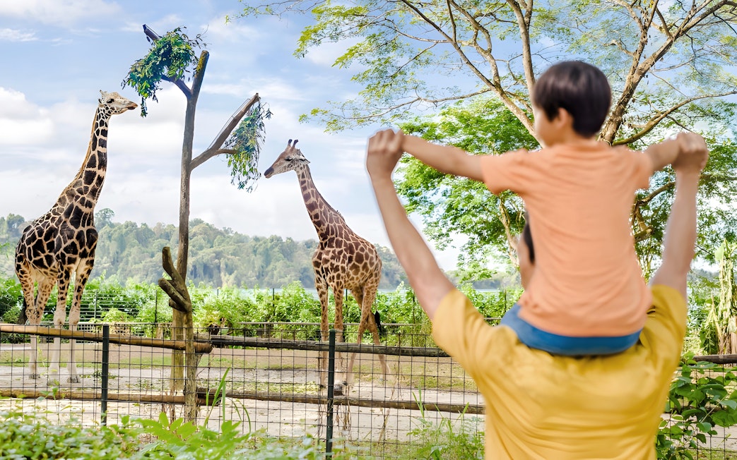Father and child watching giraffes at Singapore Zoo, Mandai Wildlife Reserve.