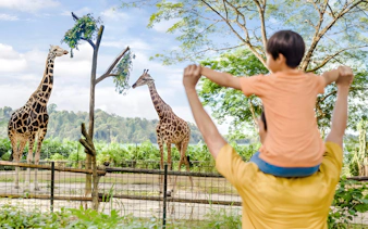Father and child watching giraffes at Singapore Zoo, Mandai Wildlife Reserve.