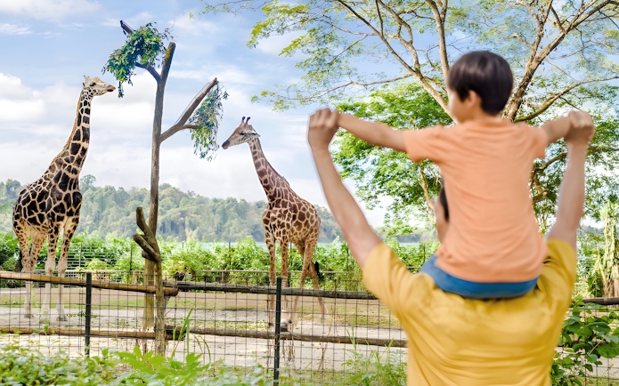 Father and child watching giraffes at Singapore Zoo, Mandai Wildlife Reserve.