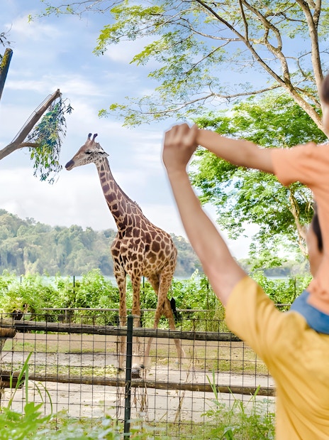 Father and child watching giraffes at Singapore Zoo, Mandai Wildlife Reserve.