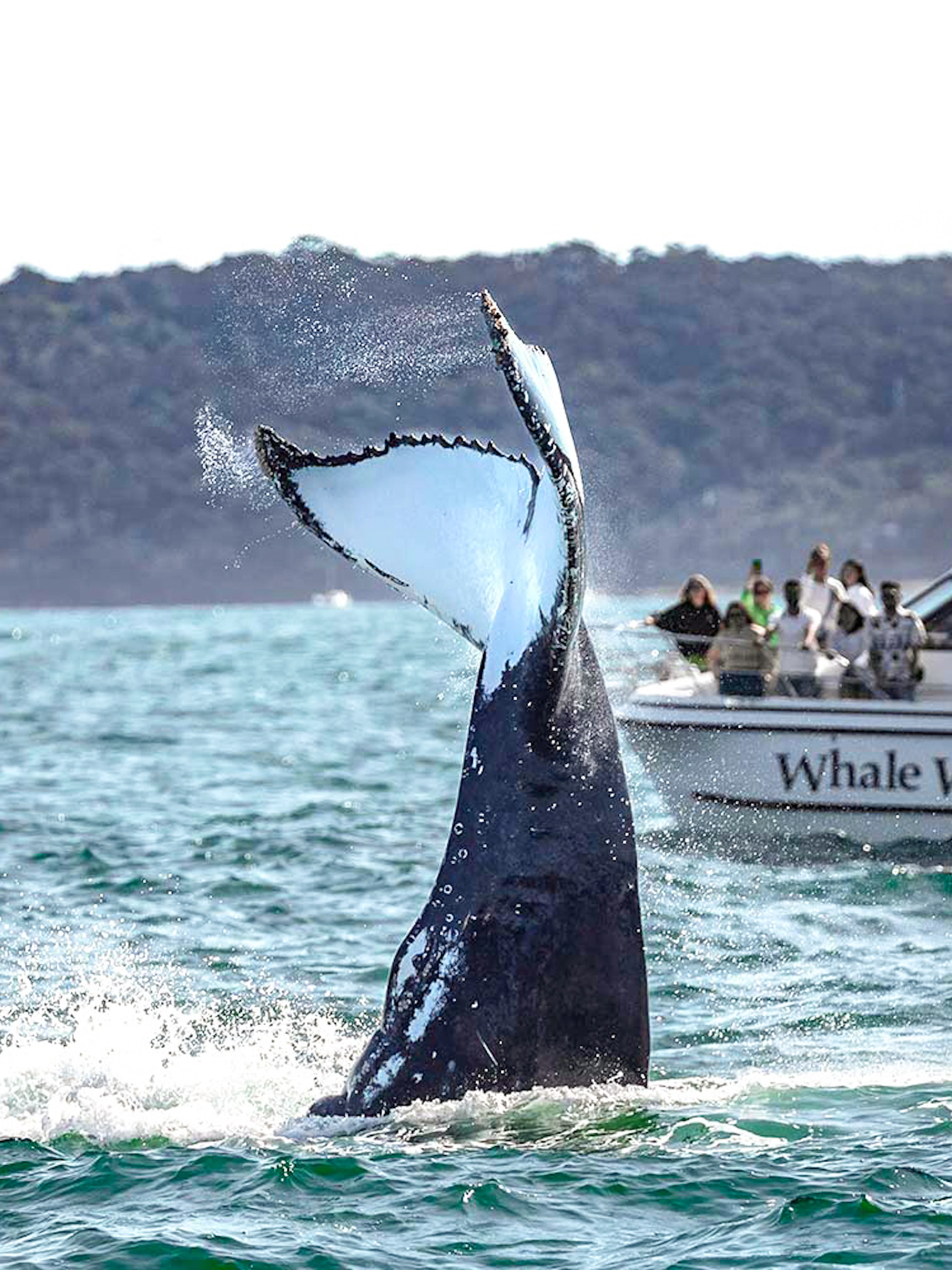 Whale tail splashing near whale watching boat in ocean.