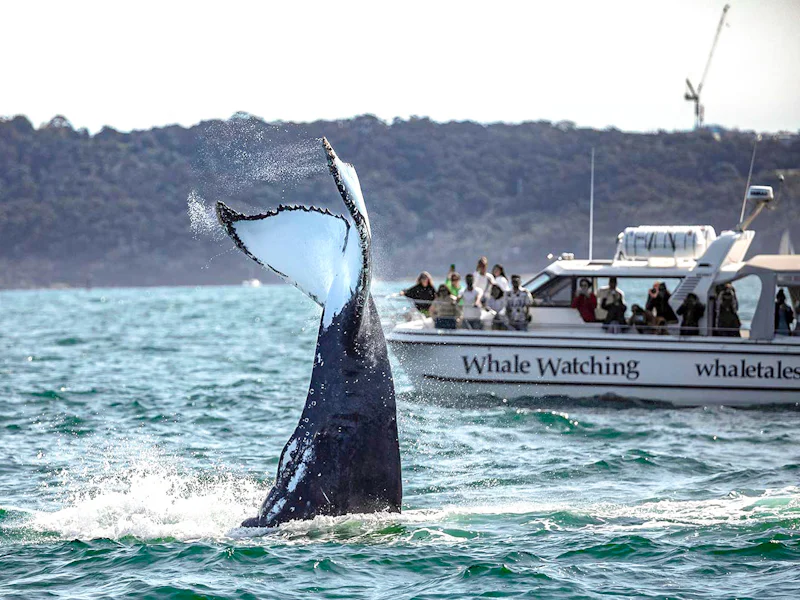 Ocean Whale Watching Experience In Sydney - Sydney