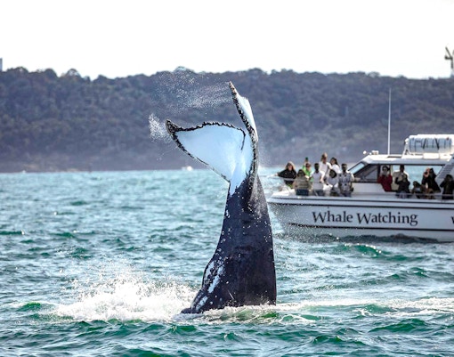 Whale tail splashing near whale watching boat in ocean.