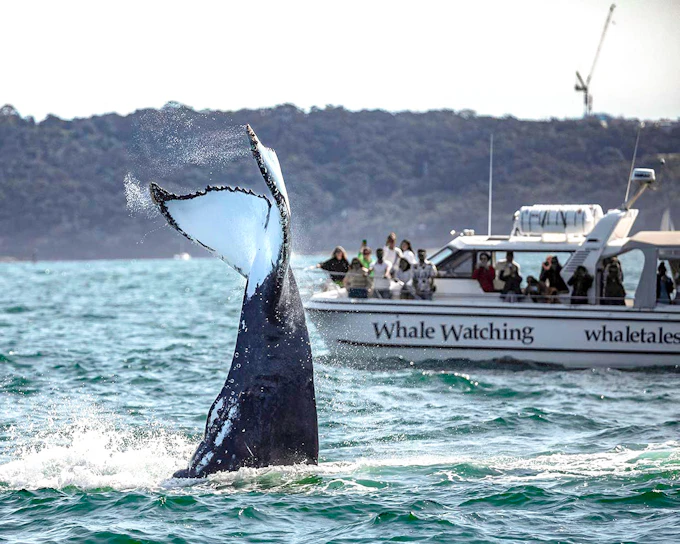 Sydney Small Group Whale Watching on Custom Water-Level Viewing Boat