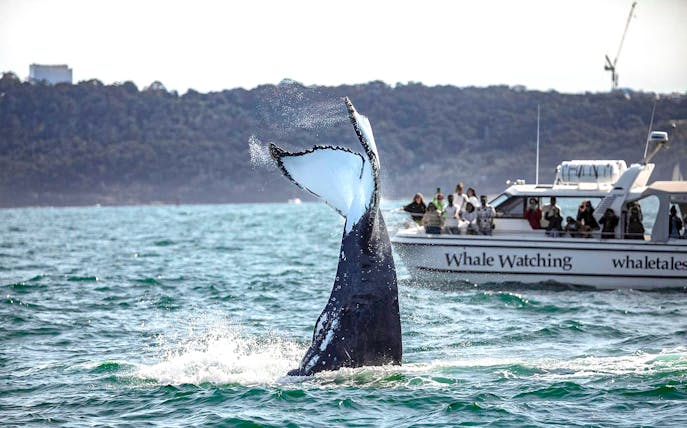 Whale tail splashing near whale watching boat in ocean.