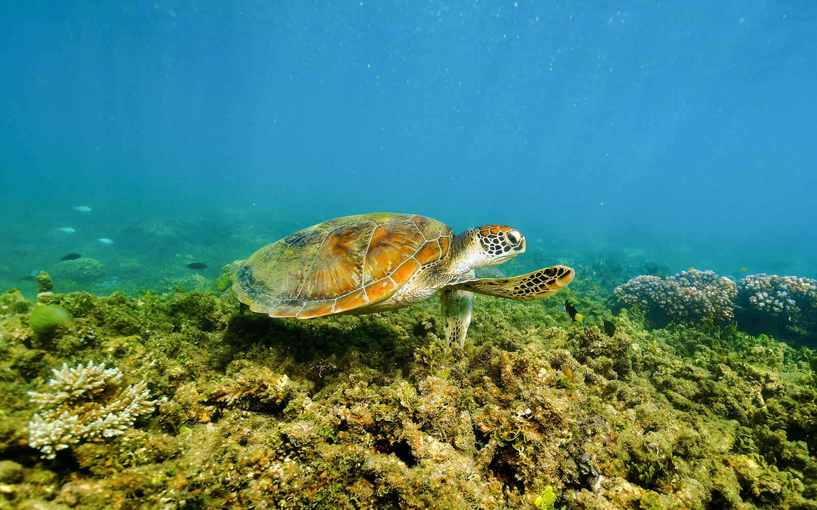 Sea turtle swimming over coral reef near Fitzroy Island, Australia.