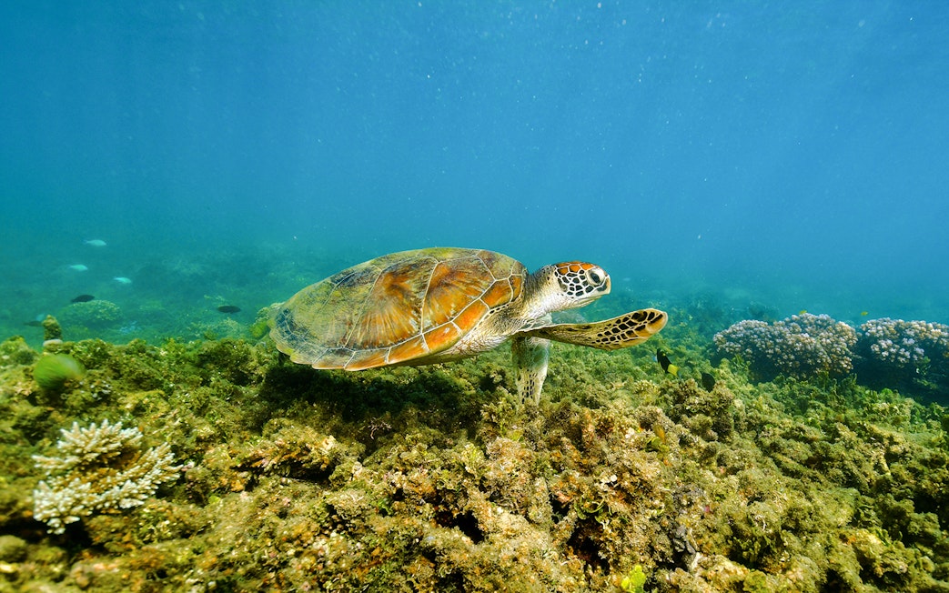 Sea turtle swimming over coral reef near Fitzroy Island, Australia.