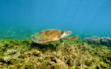 Sea turtle swimming over coral reef near Fitzroy Island, Australia.