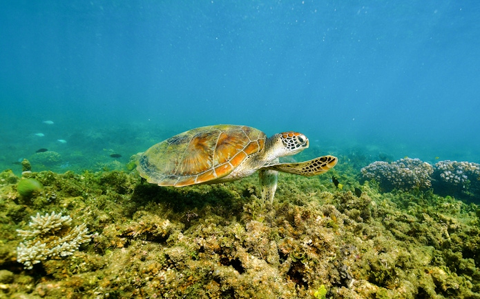 Sea turtle swimming over coral reef near Fitzroy Island, Australia.
