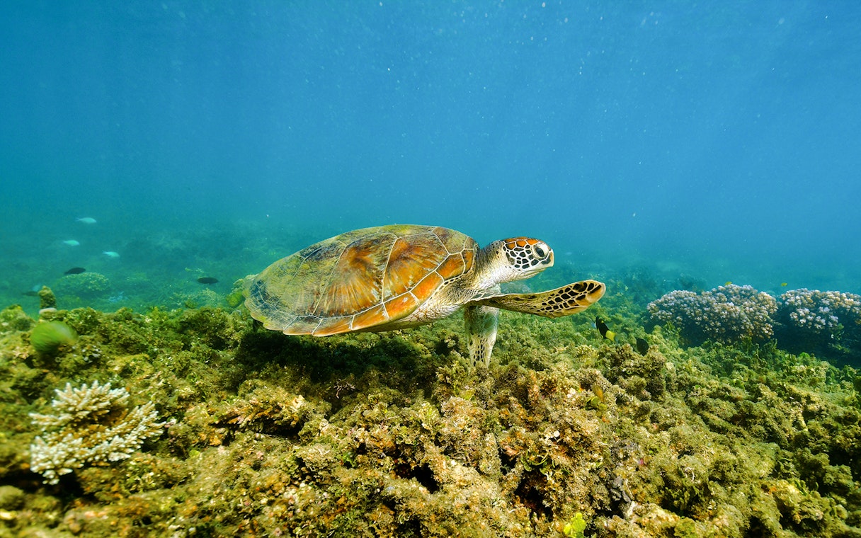 Sea turtle swimming over coral reef near Fitzroy Island, Australia.