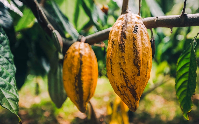 Cacao pods growing on a tree during the Kualoa Grown Tour in Hawaii.