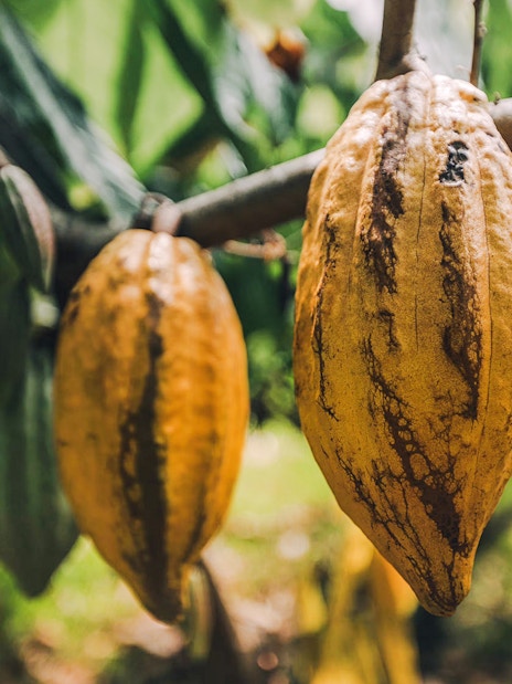 Cacao pods growing on a tree during the Kualoa Grown Tour in Hawaii.