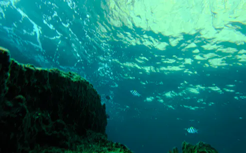 Underwater view with coral and fish during snorkeling near Koh Phi Phi, Krabi.