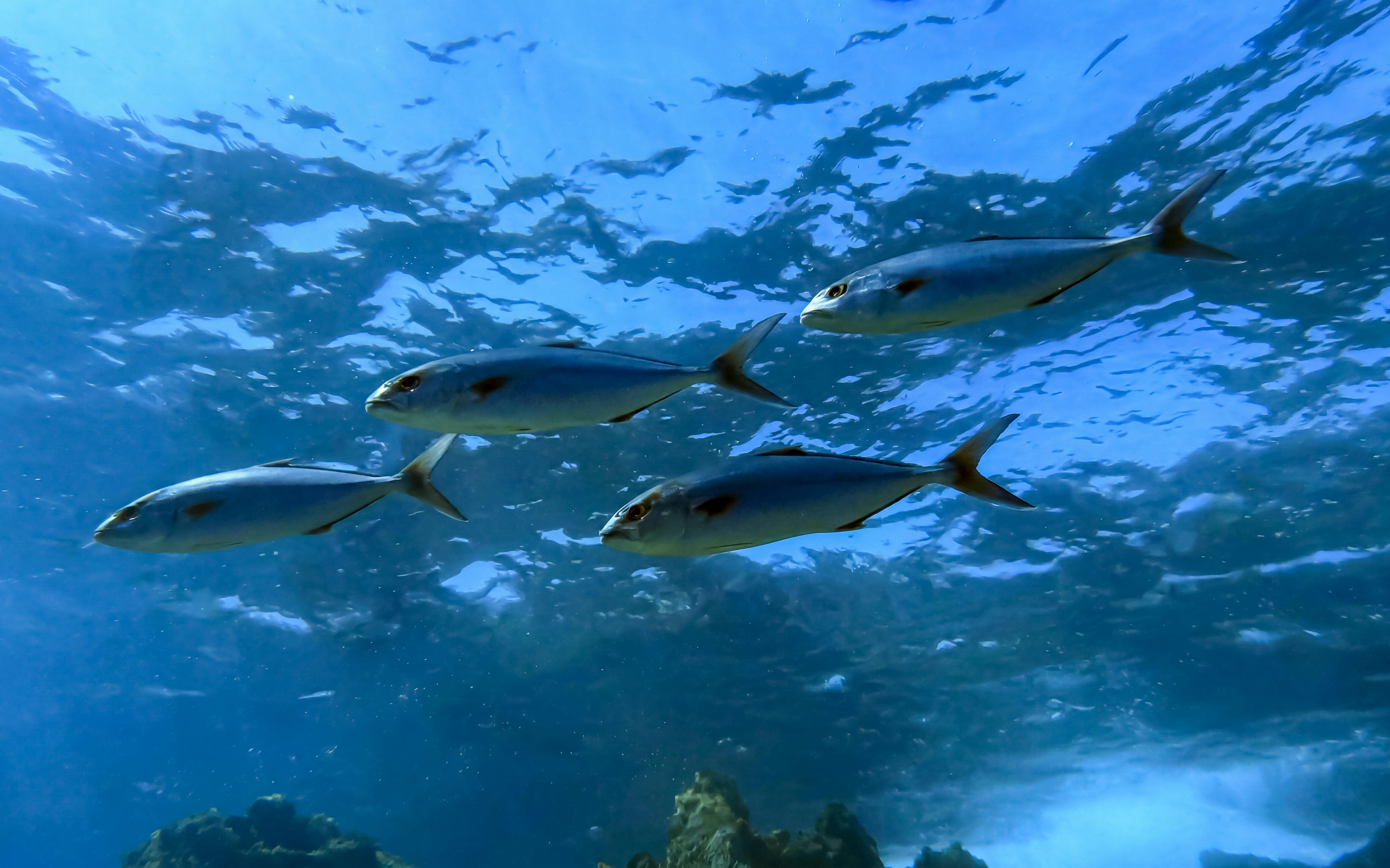 Four fish swimming underwater in Green Bay during a private discovery dive.