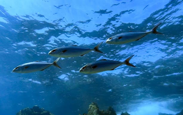 Four fish swimming underwater in Green Bay during a private discovery dive.