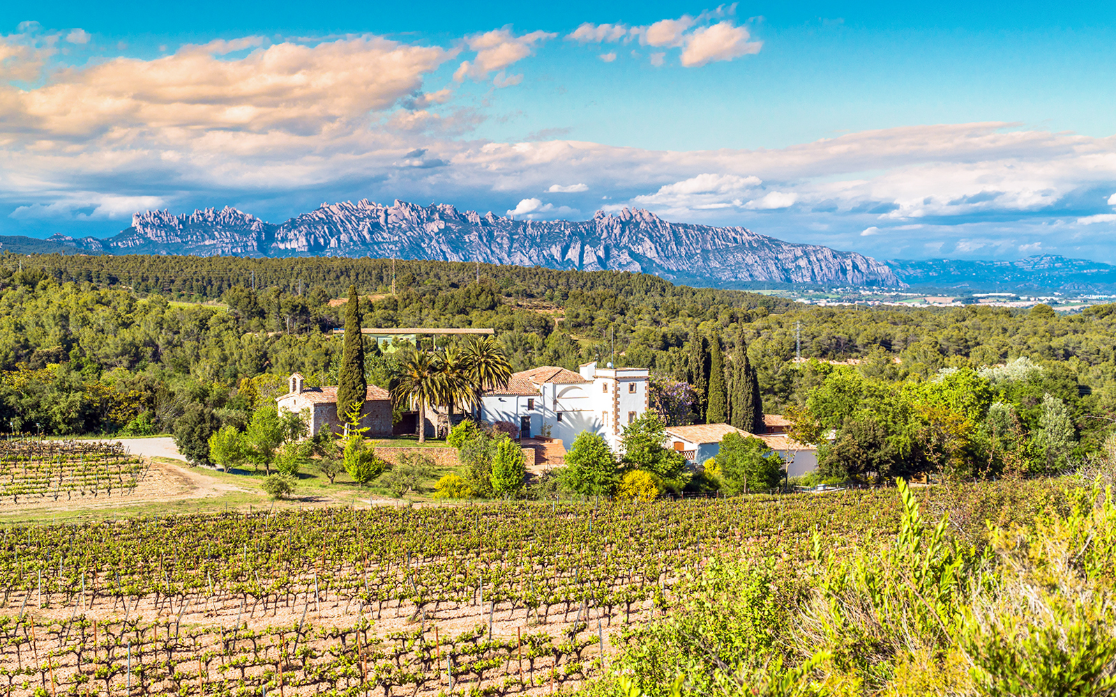 Vineyard landscape in Penedes with Montserrat mountains in the background.