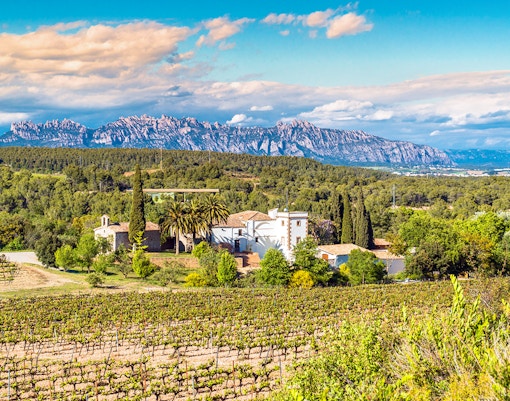 Vineyard landscape in Penedes with Montserrat mountains in the background.