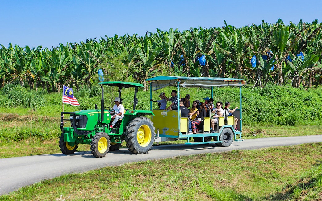 Tractor tour with visitors at Selangor Fruit Valley, Malaysia, passing banana plantations.