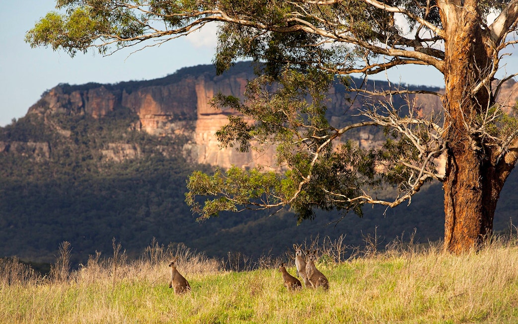 Kangaroos grazing near a tree with Blue Mountains cliffs in the background, Australia.