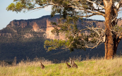 Kangaroos grazing near a tree with Blue Mountains cliffs in the background, Australia.