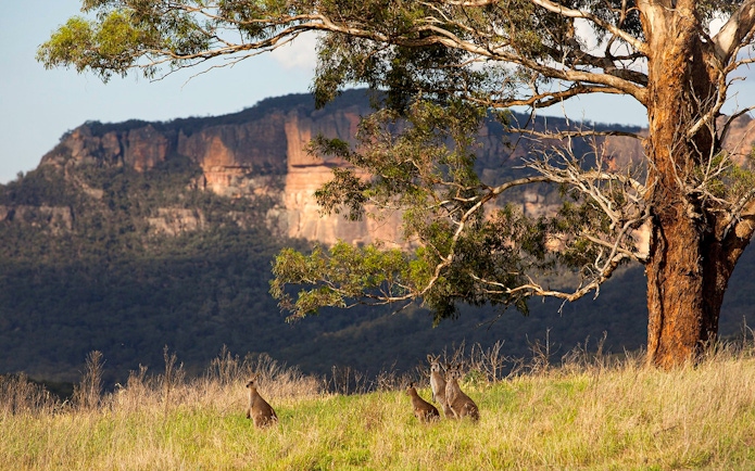 Kangaroos grazing near a tree with Blue Mountains cliffs in the background, Australia.
