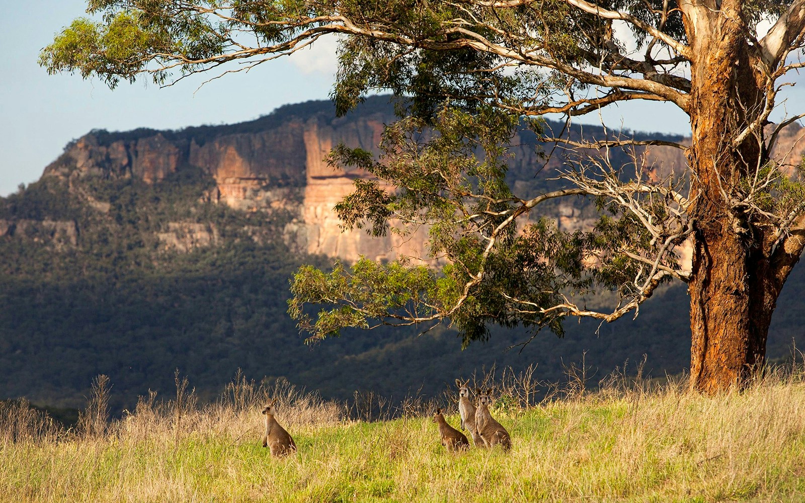 Spotting kangaroos on the Blue Mountains Sunset & Wilderness Day Trip from Sydney