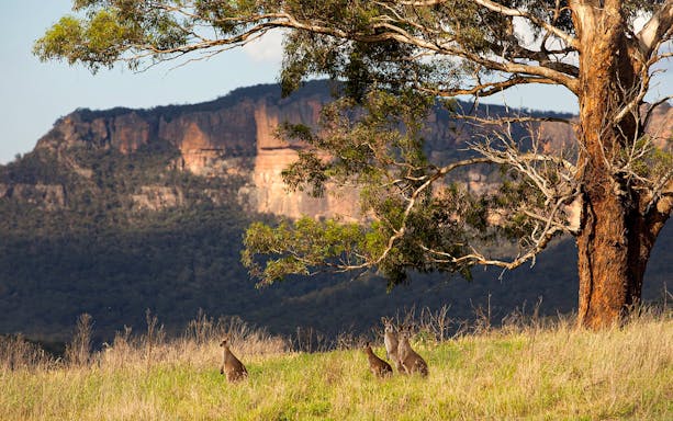 Kangaroos grazing near a tree with Blue Mountains cliffs in the background, Australia.